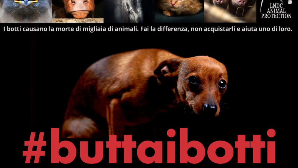 La Lega Nazionale Per La Difesa Del Cane Lancia La Campagna Leccotoday Pet Community And Social Network