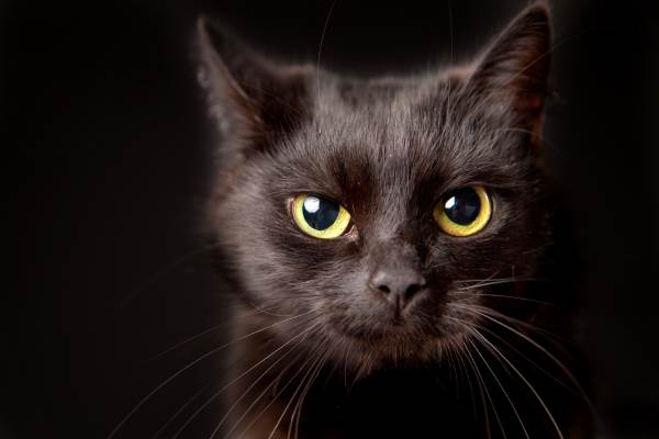 Gatto nero: storia dell'antica superstizione (e perché non porta affatto  sfortuna) - greenMe