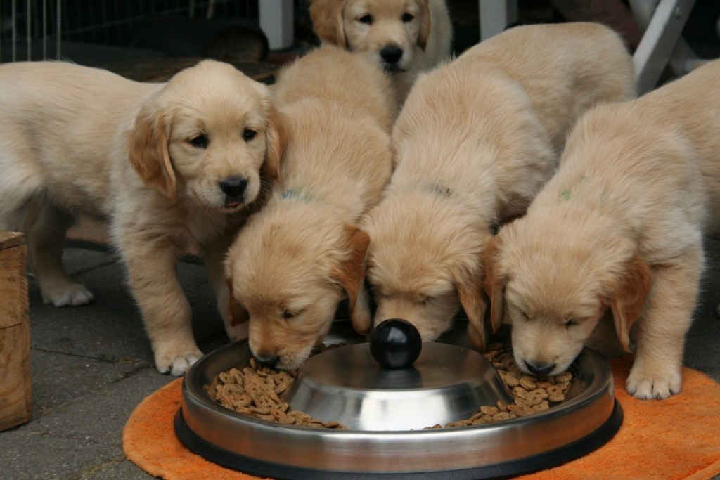 Come capire se il cane che non mangia è viziato con i consigli della